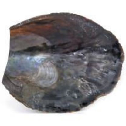 Picture of Black Pen Shell