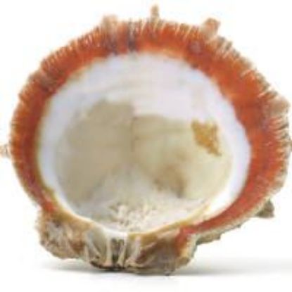 Picture of Rough Spiny Oyster Shell