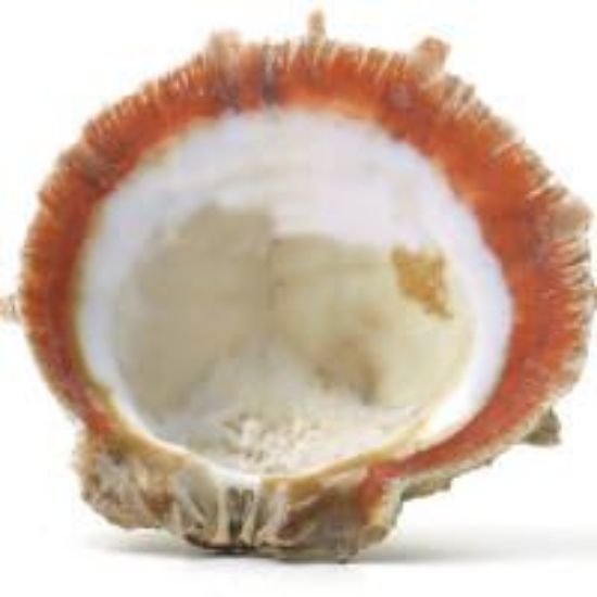 Picture of Rough Spiny Oyster Shell