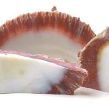 Picture of Rough Spiny Oyster Shell Slice