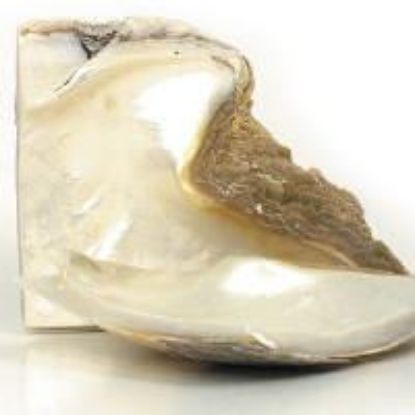 Picture of Rough Mother Of Pearl Goldlip Shell Nub