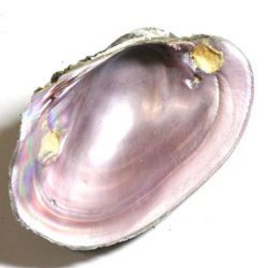 Picture of Shell Mussel Pink Rough AA