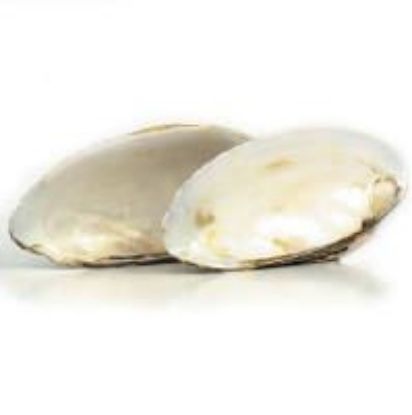 Picture of Rough White Clam Shell