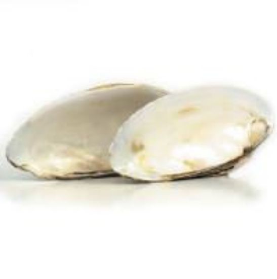 Picture of Rough White Clam Shell
