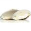 Picture of Rough White Clam Shell