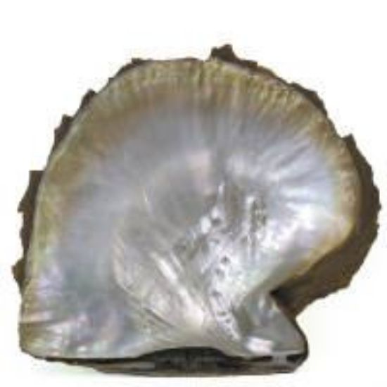 Picture of A Grade Rough Mother Of Pearl Gold Lip Shell