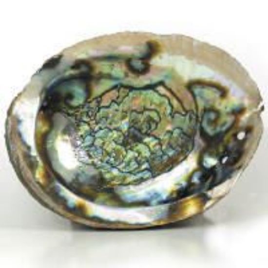 Picture of Rough Green Abalone Shell