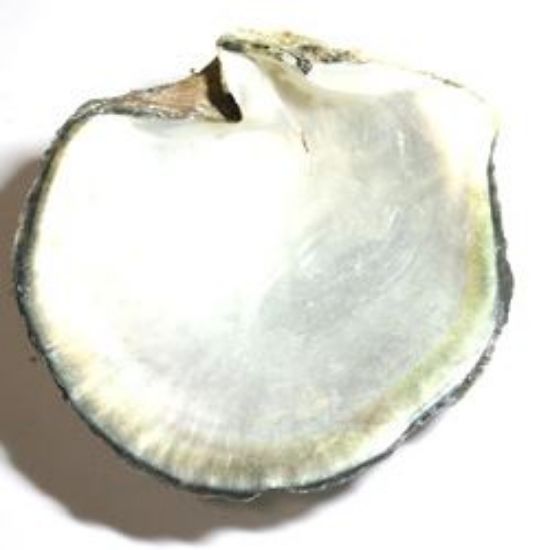 Picture of Rough MOP BlackLip Shell A Grade