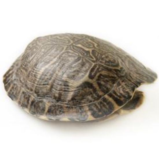 Picture of Red Ear Whole Shells 6-8"