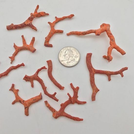 Picture of Medium Rough Mediterranean Red Coral
