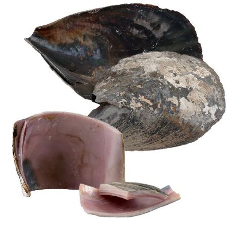 Picture for category Shell