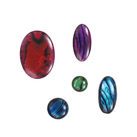 Picture for category Paua Shell